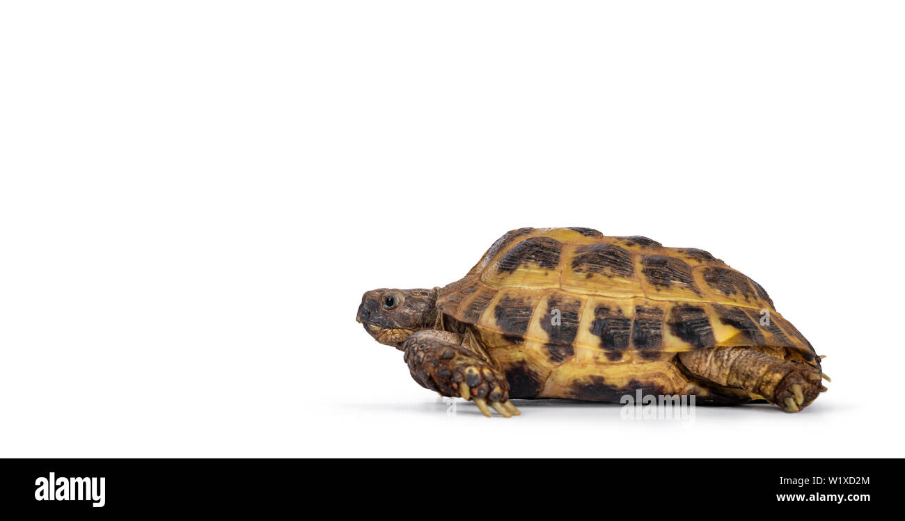 Detailed shot of a Russian Tortoise / turtle, laying /  moving side ways. Looking straight ahead. Isolated on a white background. Stock Photo