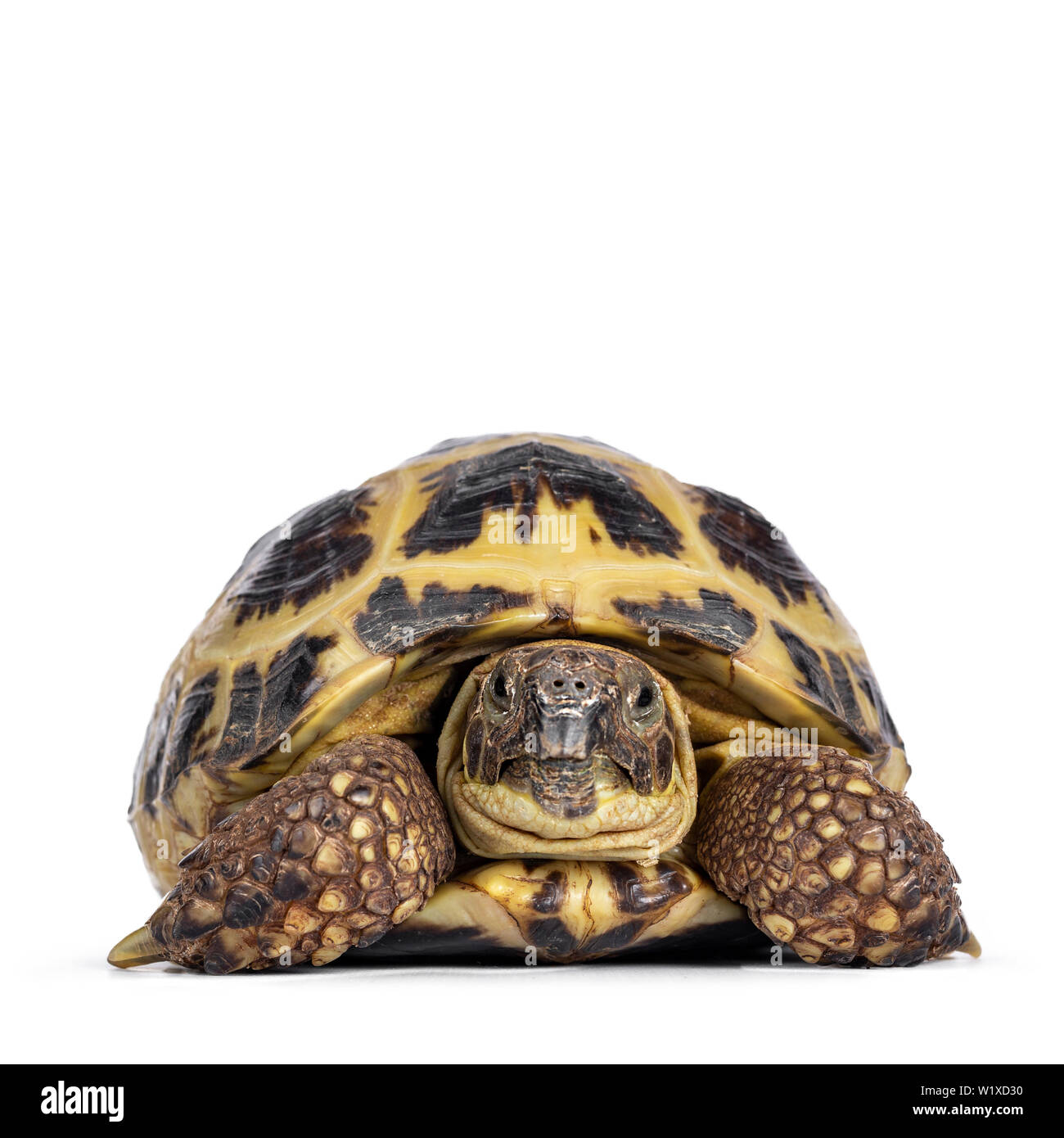 Detailed shot of a Russian Tortoise / turtle, laying, moving facing front toward camera. Looking at lens. Isolated on a white background. Stock Photo