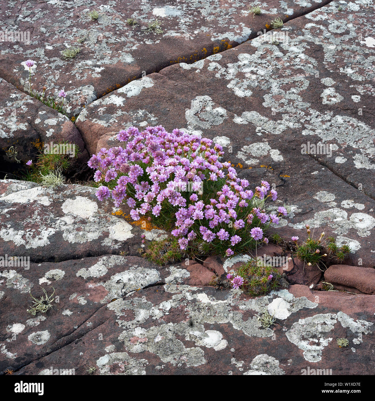 Thrift, Armeria maritima,  growing in cracks in  bedrock. Coastal site, Wester Ross, Highland, Scotland Stock Photo