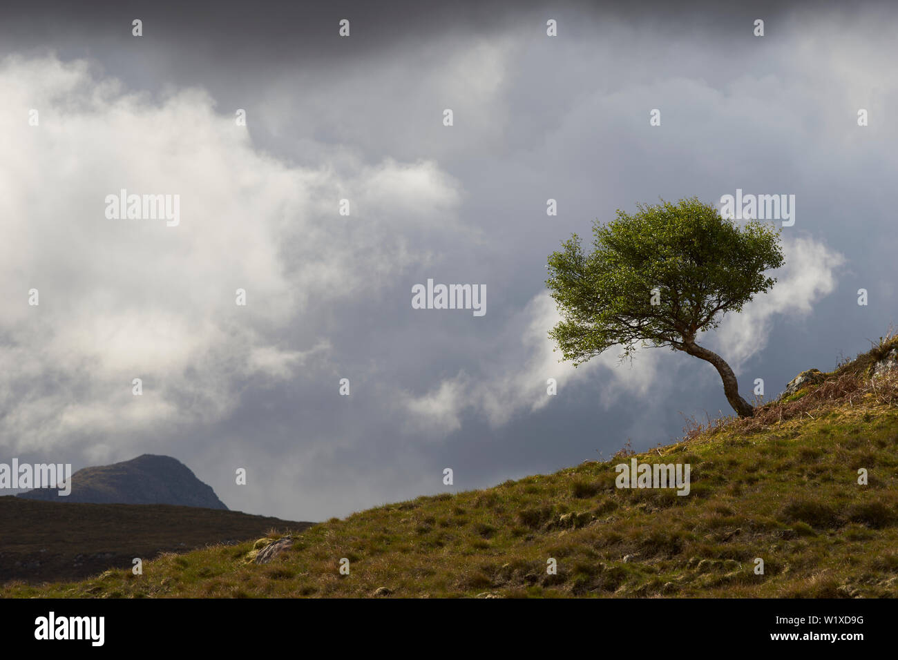 Lone tree on hillside, Inverpolly, Wester Ross, Highland, Scotland Stock Photo