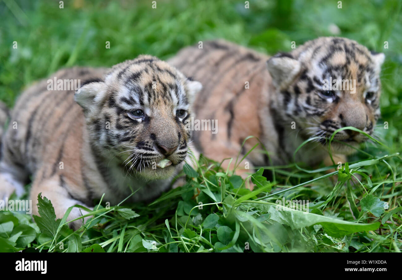 Live News Reportage Stock Photos Images Live News Reportage