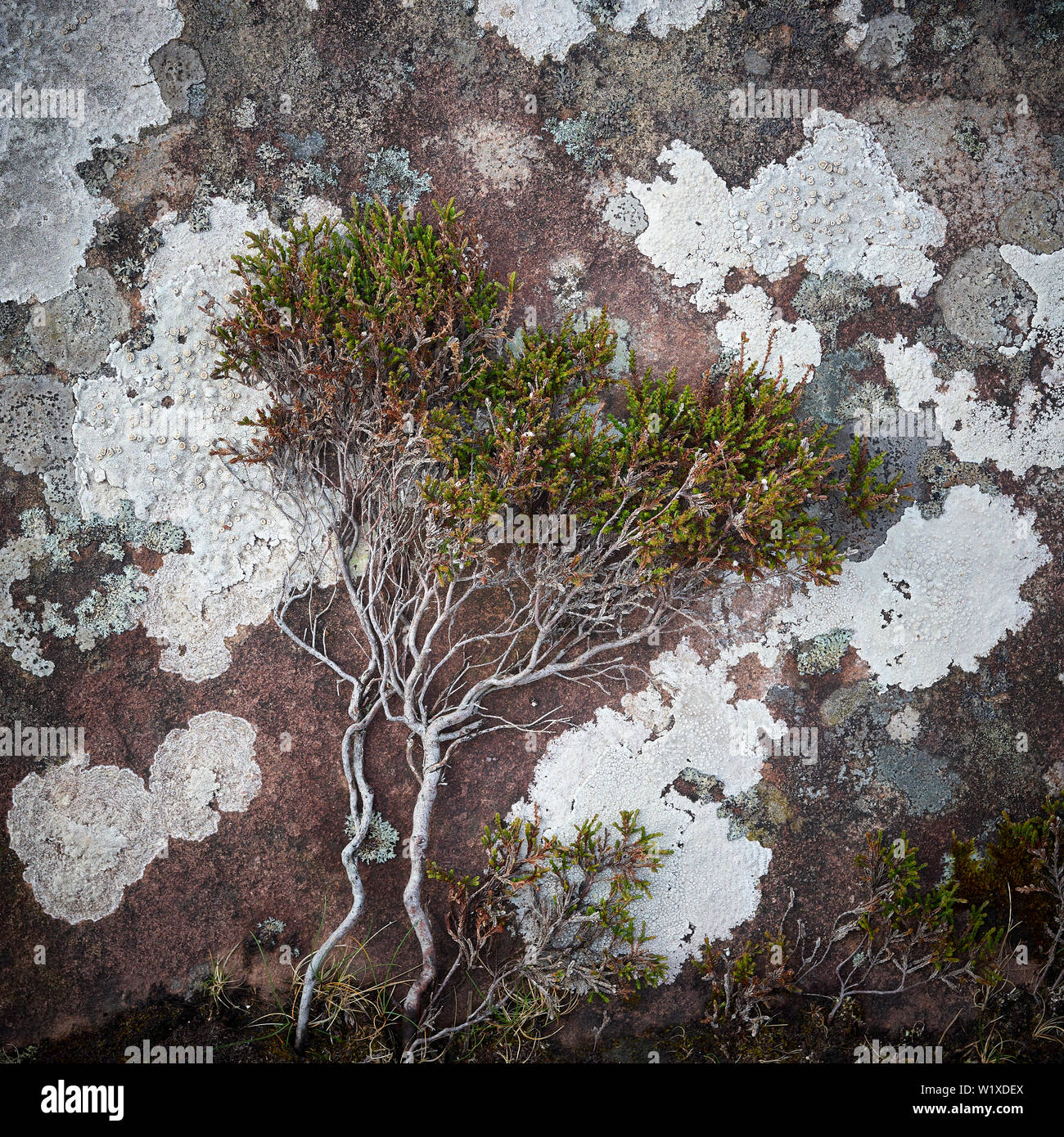 Heather plant lying prostrate on lichen covered sandstone bedrock.  Inverpolly, Wester Ross, Highland, Scotland Stock Photo