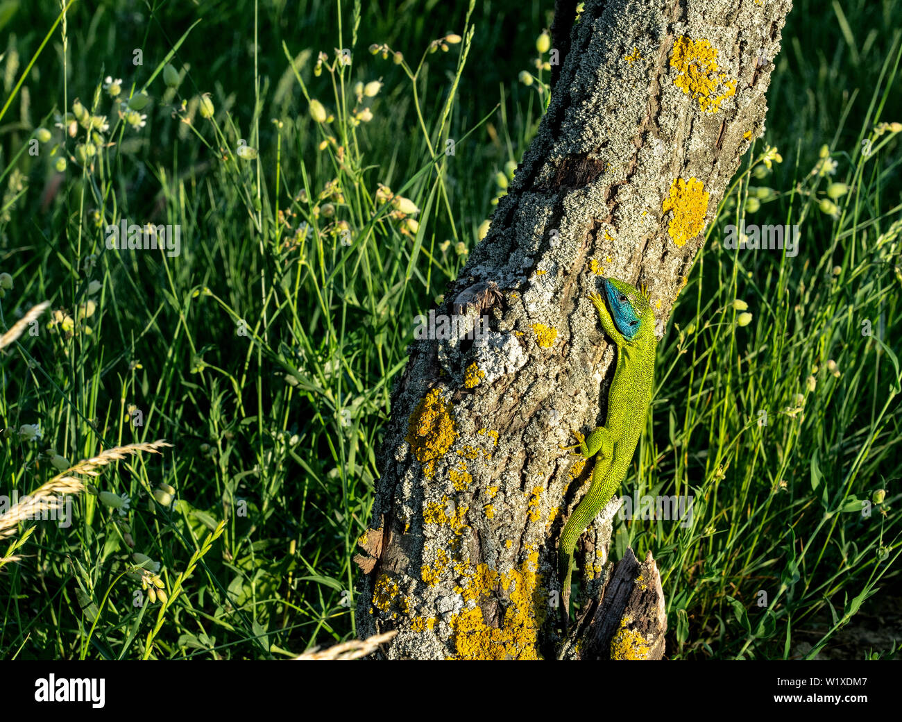 european green lizard Lacerta viridis in the nature in Hungary wildlife Stock Photo