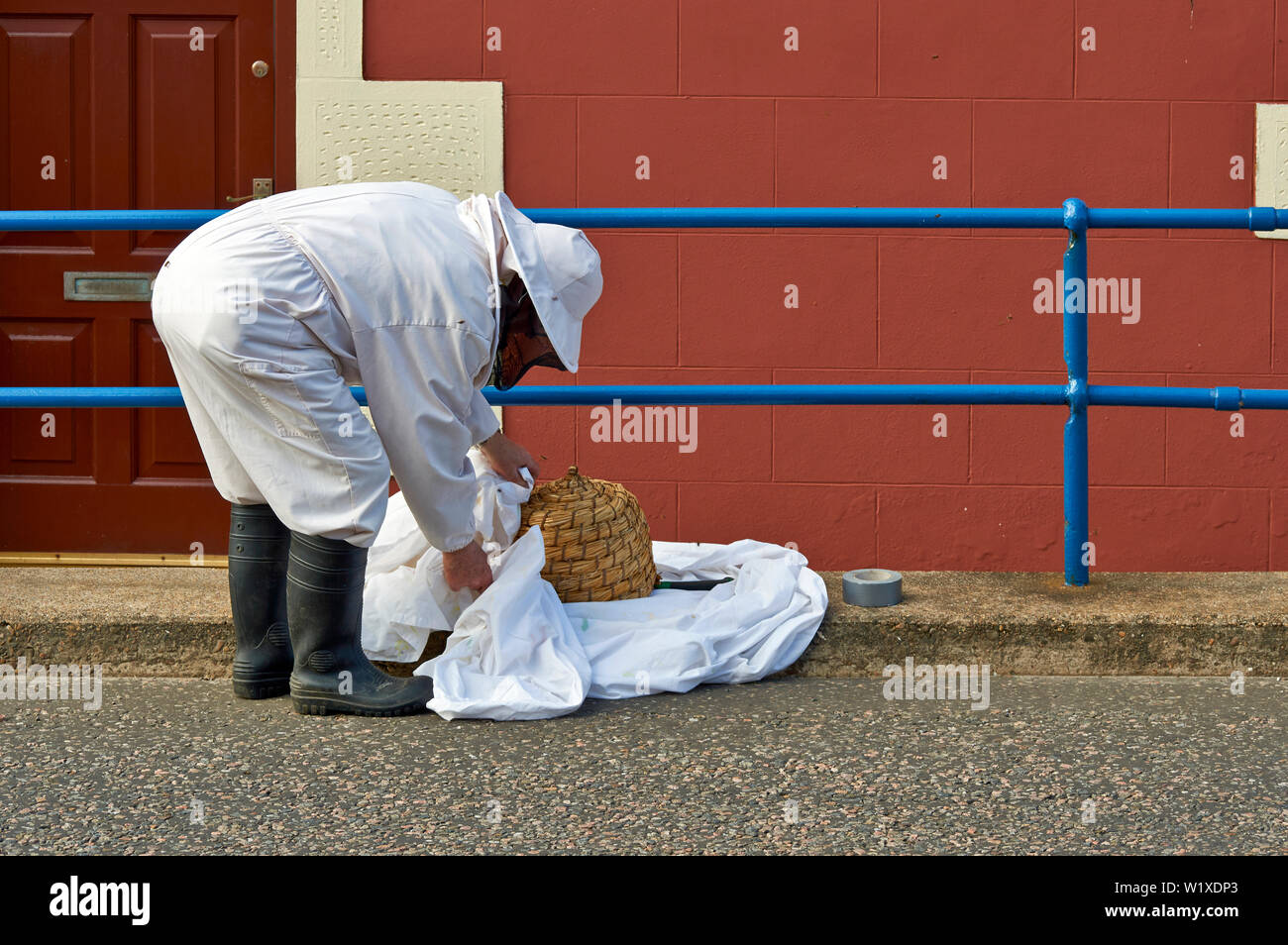BEE SWARM BEEKEEPER ENCLOSING THE SKEP AND BEES WITH THE LARGE WHITE SHEET Stock Photo