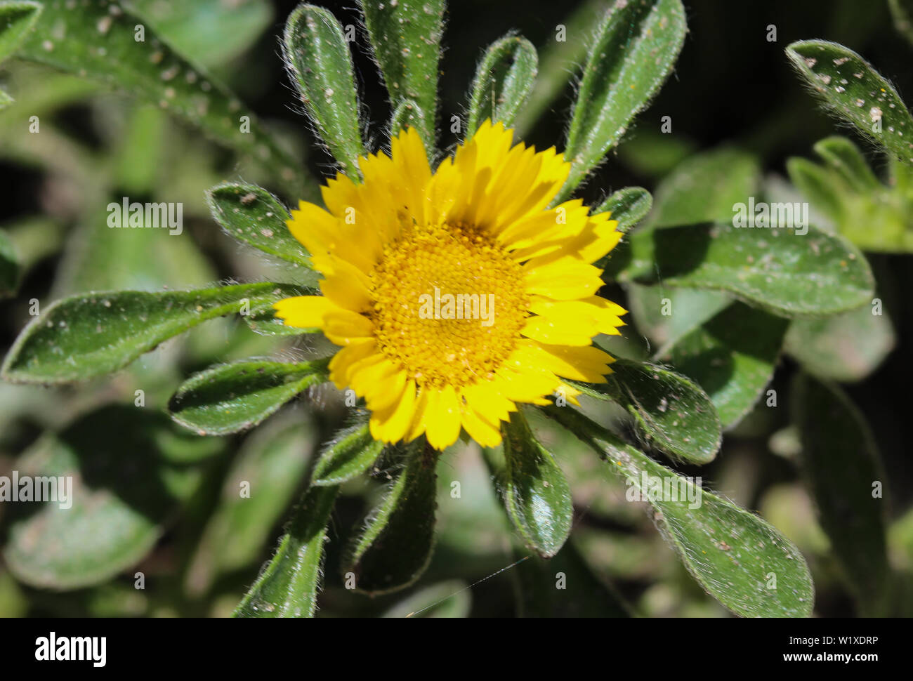 close up of Pallenis maritima flower in garden blooming in spring Stock Photo