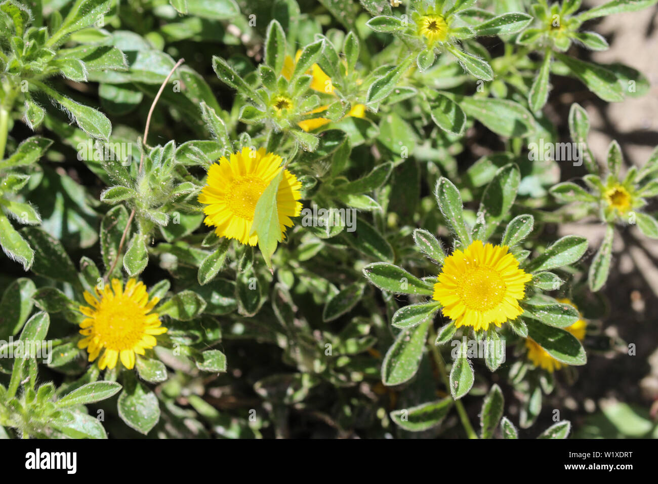 close up of Pallenis maritima flower in garden blooming in spring Stock Photo