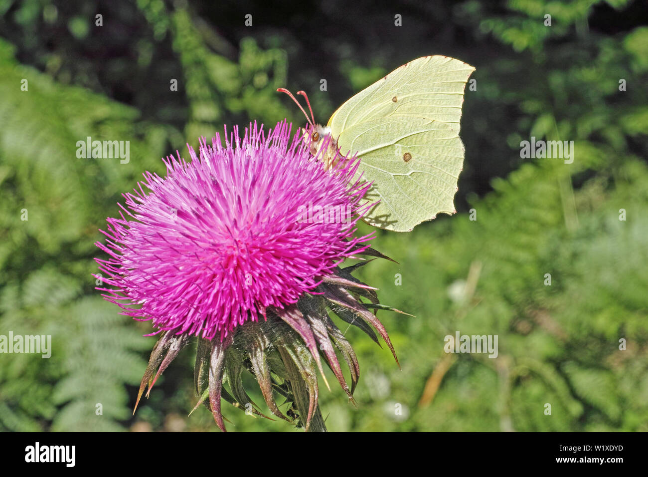 common brimstone moth evokes the nectar of a thistle flower Stock Photo