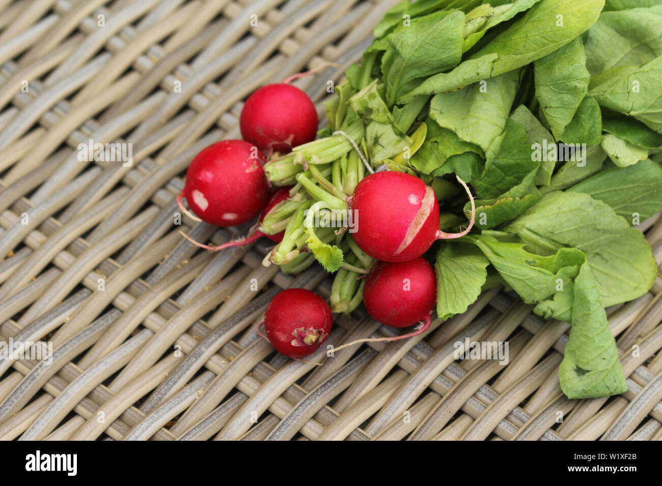 close up of Bush of radish on wooden table background Stock Photo