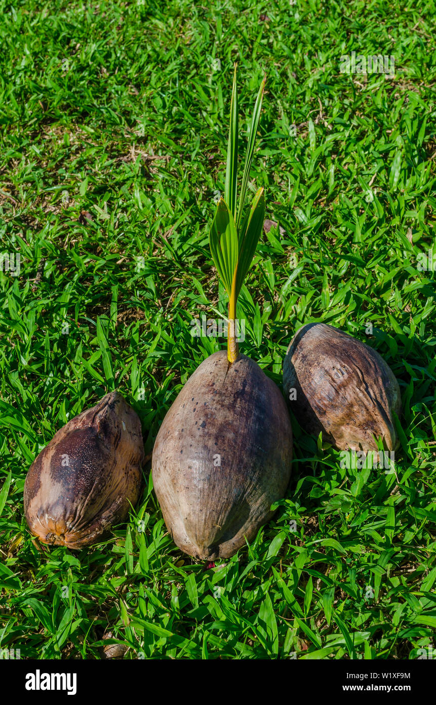 Growing coconut hires stock photography and images Alamy