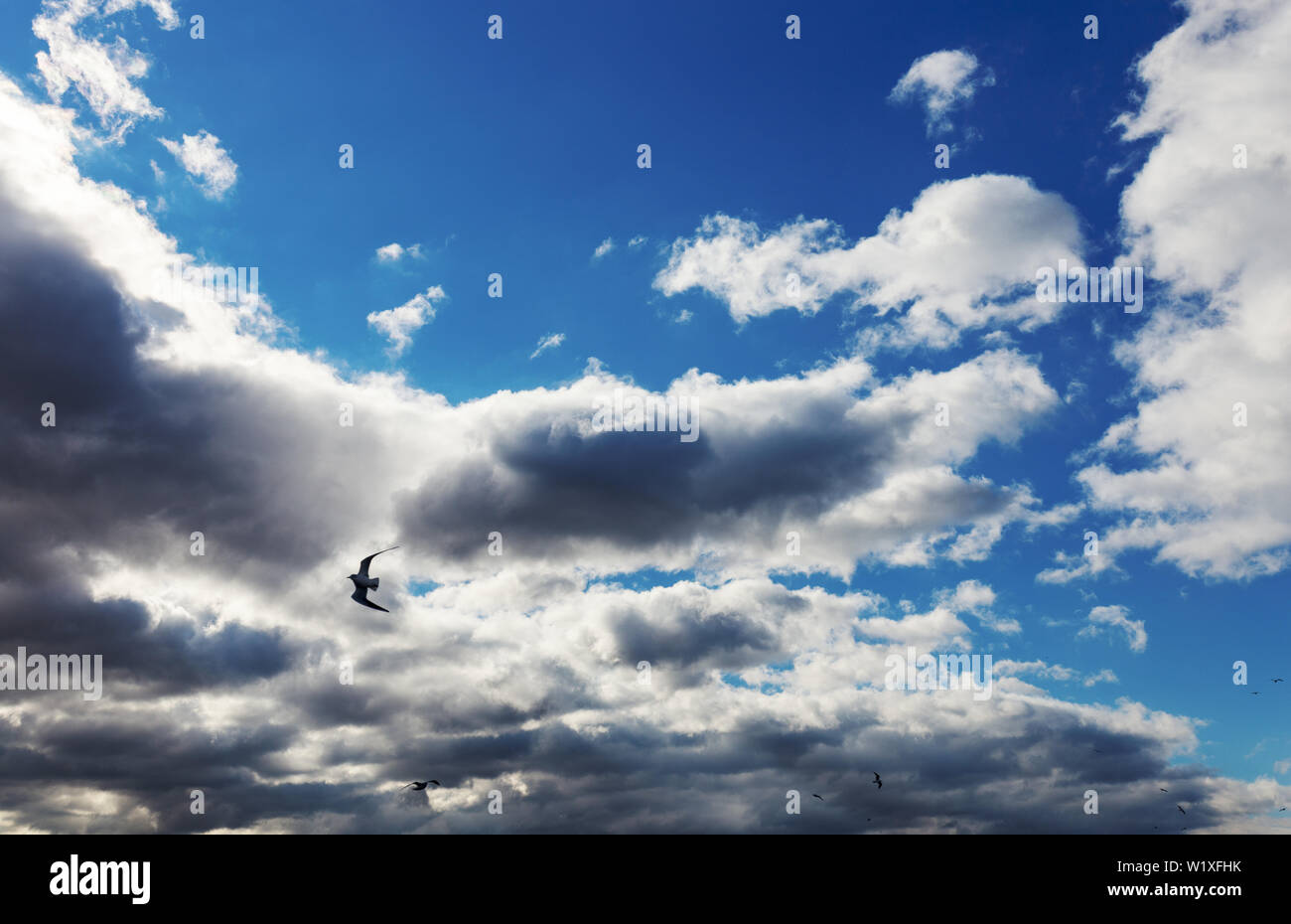 Seagull soaring in the cloudy blue sky, background Stock Photo - Alamy