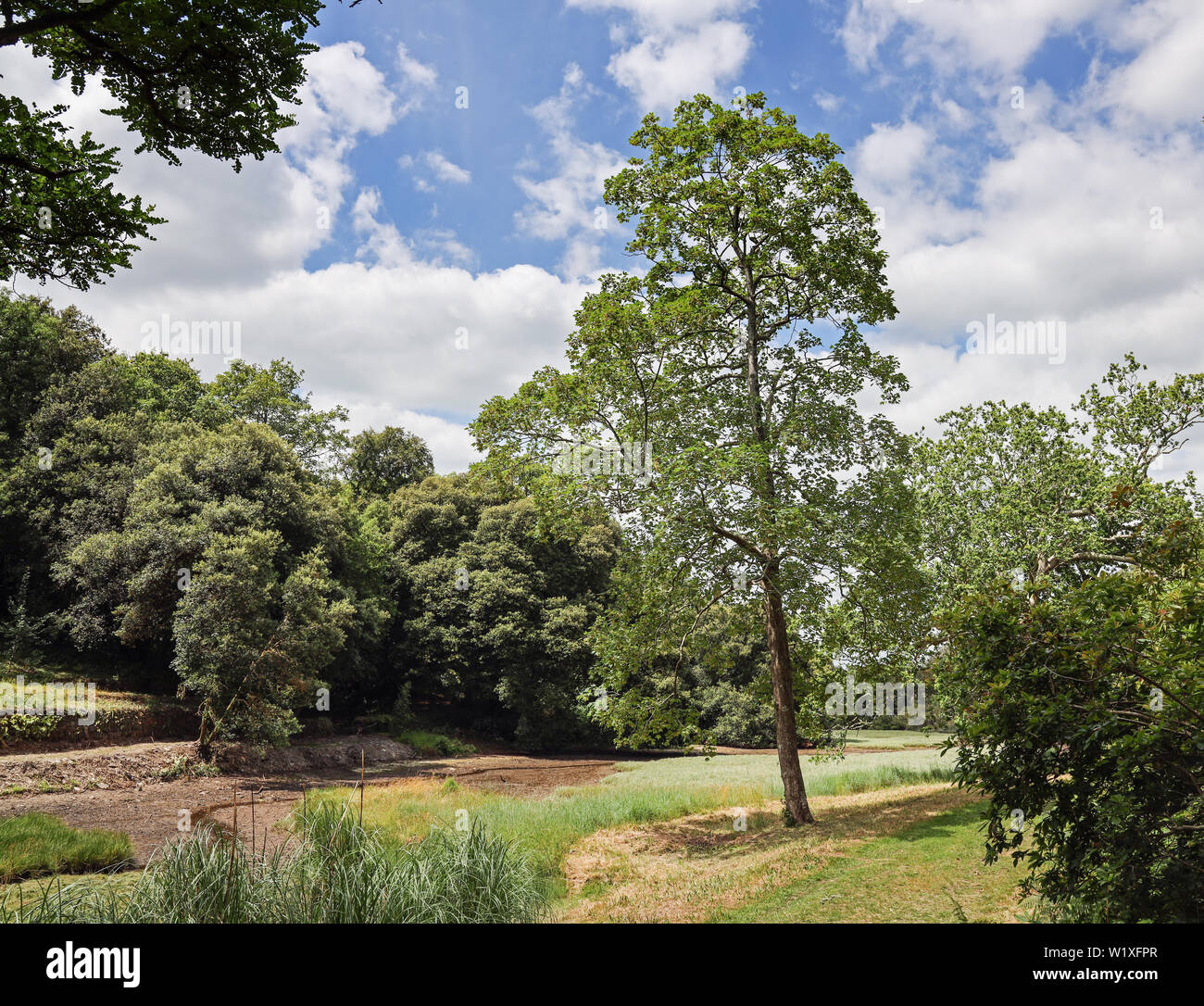 Anthony Woodlands, Torpoint Cornwall. Landscaped gardens on the shore of the River Lynher Stock Photo