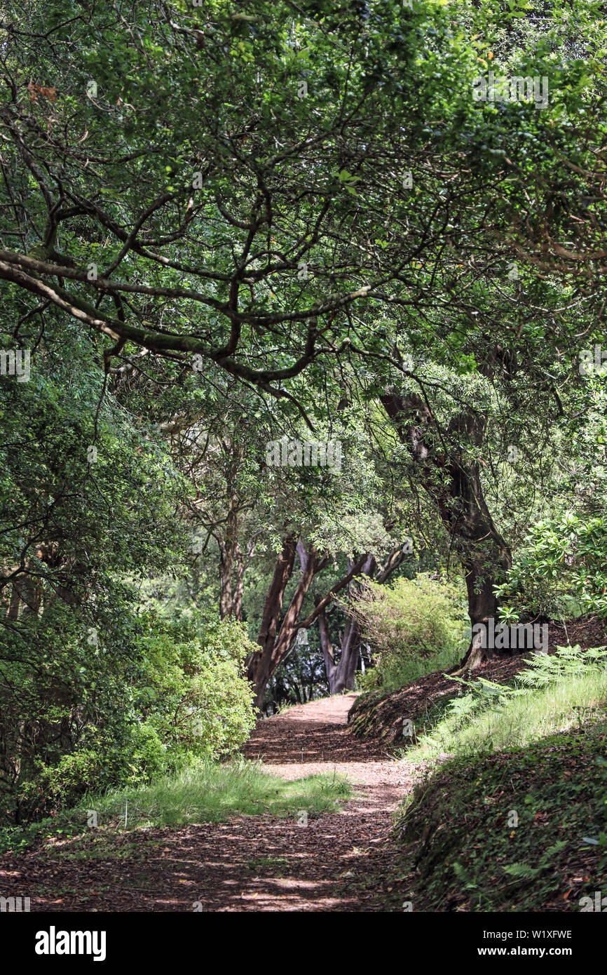 Anthony Woodlands, Torpoint Cornwall. A pathway through the woods