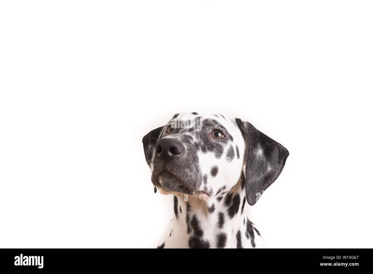 Headshot of a young Dalmatian dog isolated on white background Stock Photo