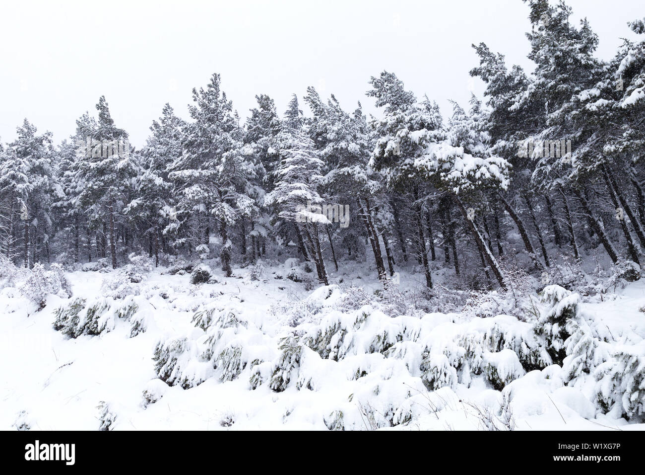 Snowy scenery with woodland hi-res stock photography and images - Alamy