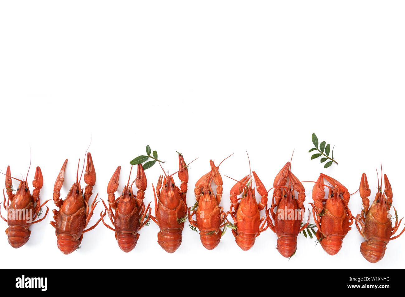 Several boiled crawfish isolated on white. top view. Flat lay Stock Photo