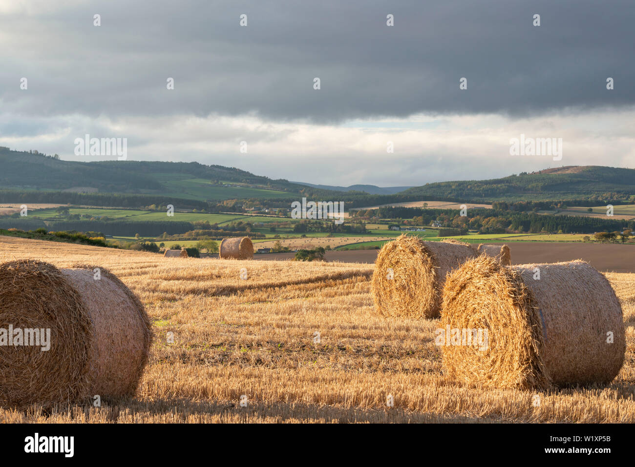 After the Harvest, Bales of Straw Lie in a Field in Late Afternoon in Rural Aberdeenshire Stock Photo