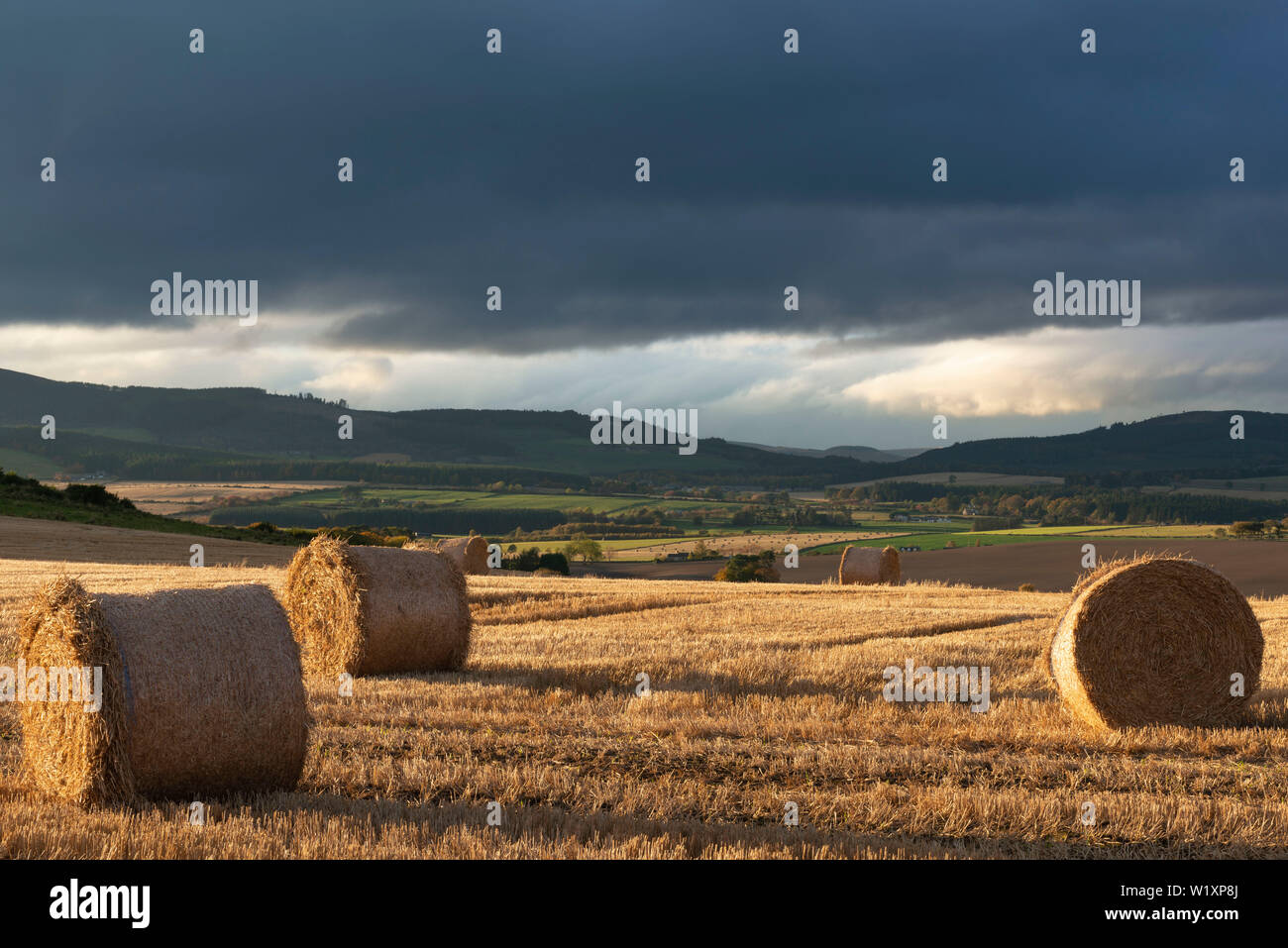 After the Harvest, Bales of Straw Lie in an Aberdeenshire Field Under Dark Clouds in Late Afternoon Stock Photo