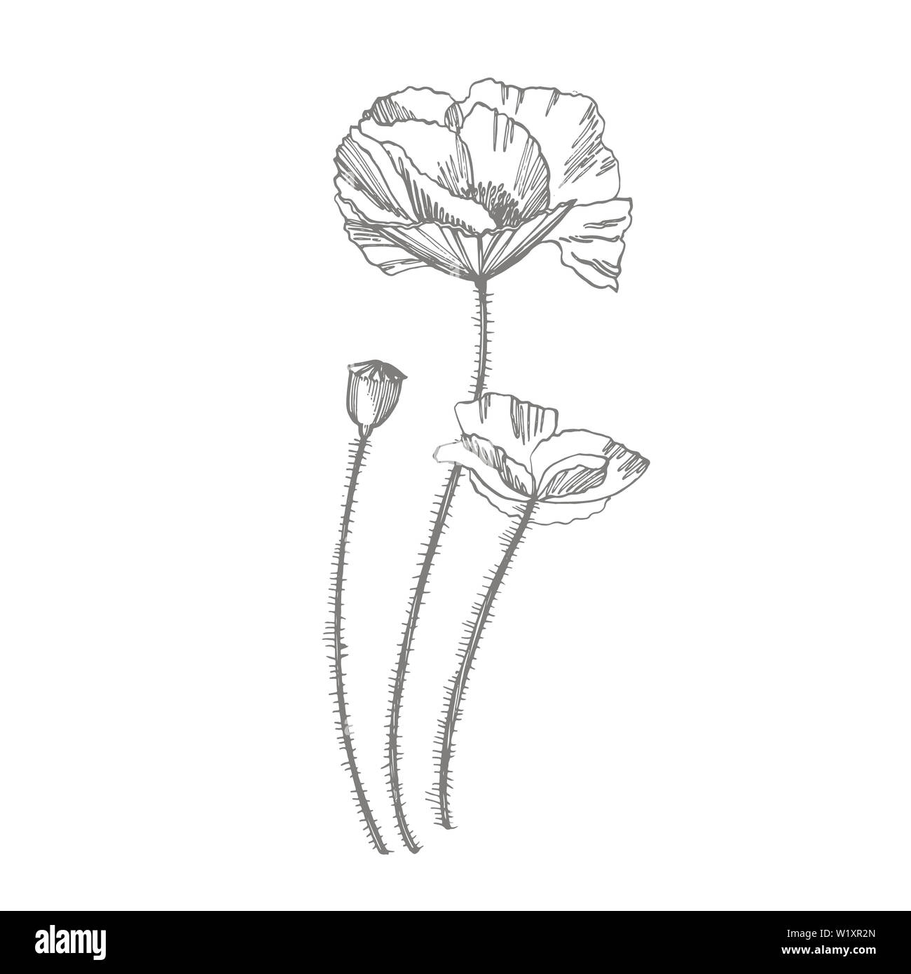Poppy Flowers Botanical Plant Illustration Vintage Medicinal