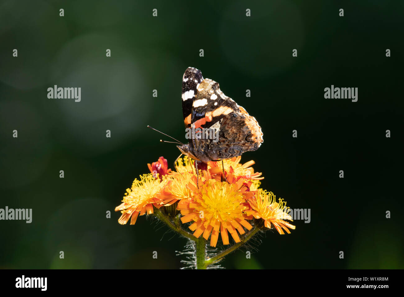 A Red Admiral Butterfly (Vanessa Atalanta) Feeding on 'Orange Hawkweed' (Hieracium Aurantiacum), Also Known as 'Missionary Weed' Stock Photo