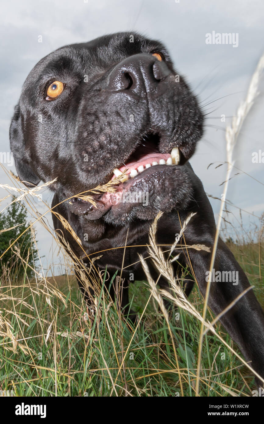 Cane corso hotsell mad