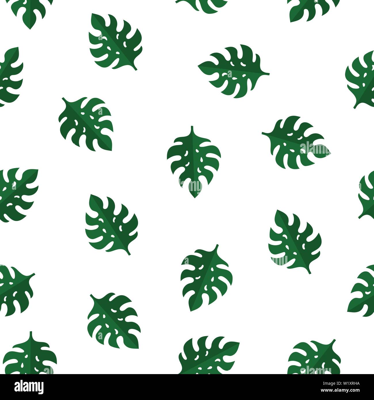 philodendron micans Micans Philodendron  Lichtenfelt's