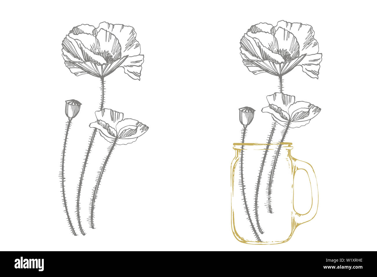 Poppy flowers. Botanical plant illustration. Vintage medicinal herbs sketch set of ink hand drawn medical herbs and plants sketch Stock Photo