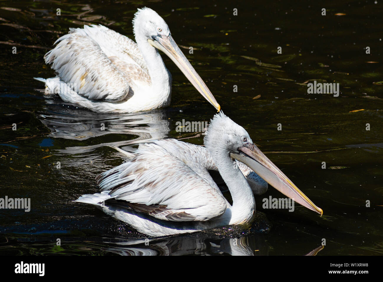 Dalmatian Pelican Pelecanus crispus with fluffy feathers on his head swims in the pond Stock Photo