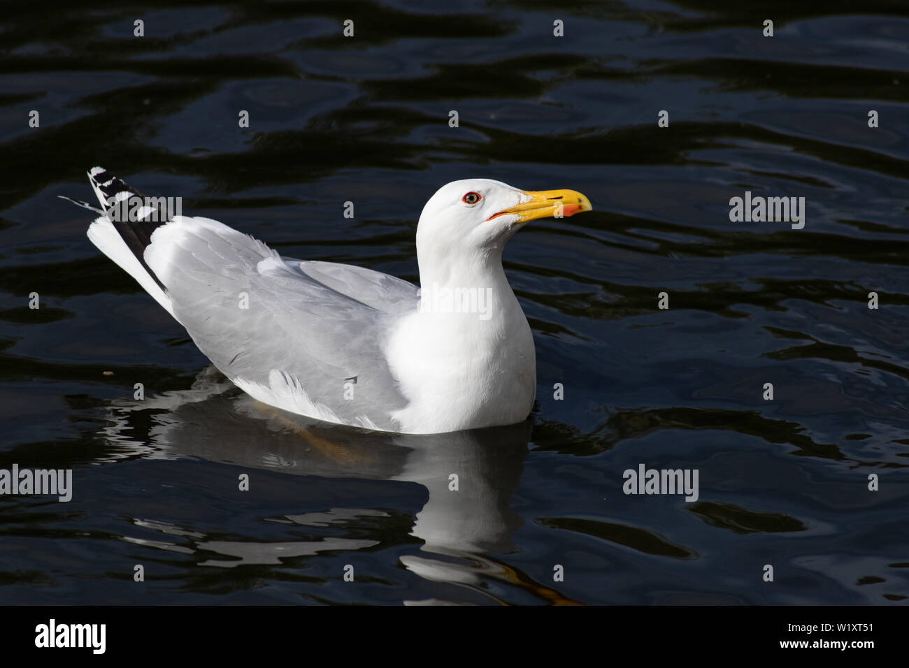 Bright beautiful white with gray Seagull floating on the water portrait closeup Stock Photo