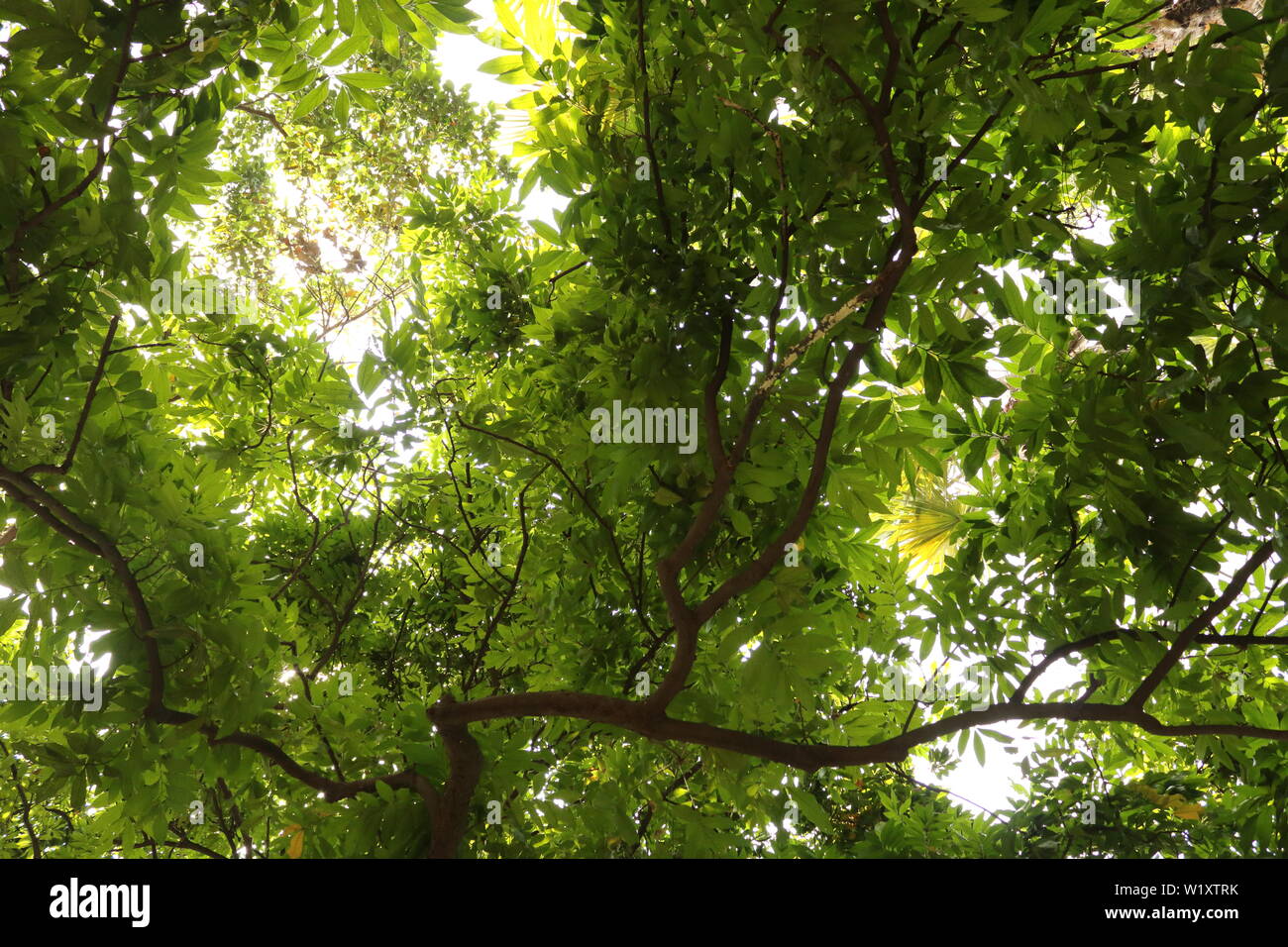 UNDER THE SHADE OF THE LEAVES