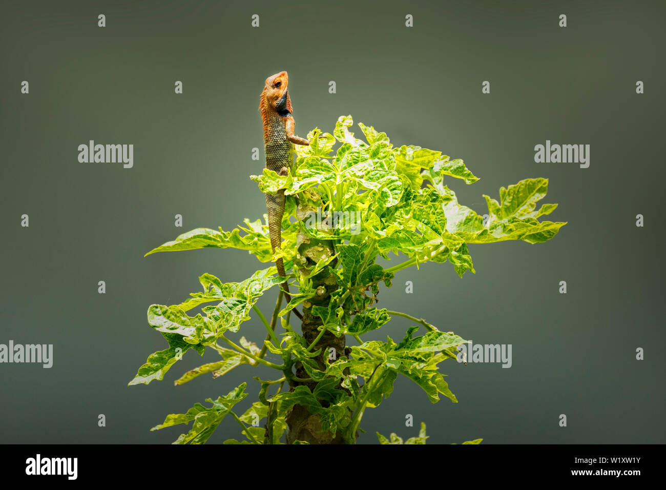 The oriental garden lizard, eastern garden lizard, bloodsucker or changeable lizard,sitting on papaya tree in Nepal Stock Photo