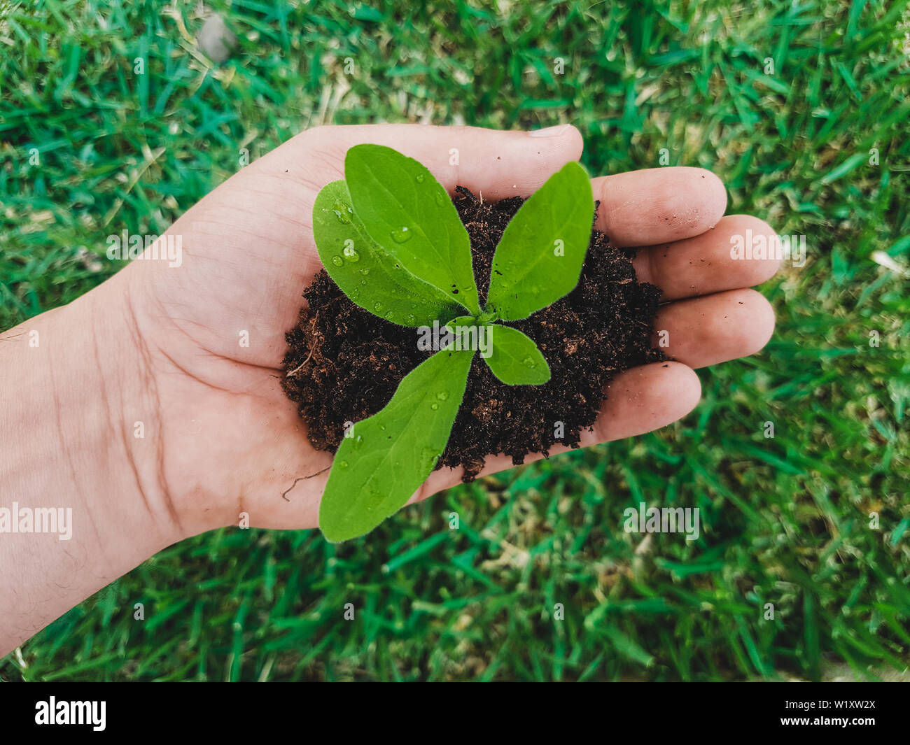 Men hand embrace a small green plant young germ. The concept of ecology, environmental protection - Save Tree Concept,World Environment Day, Hand with Stock Photo