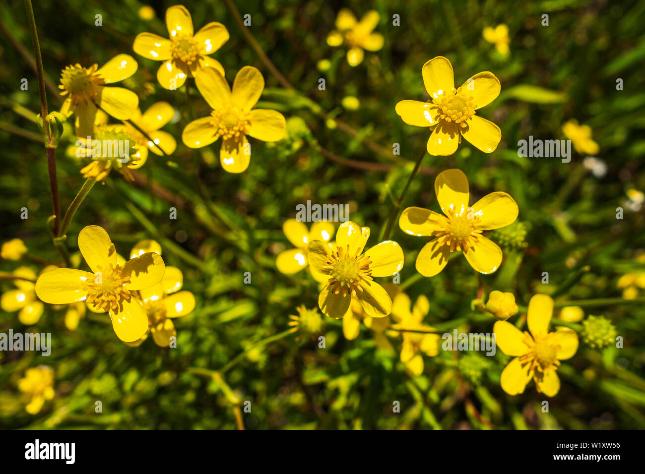 Yellow summer flower Eriophyllum, close up photo Stock Photo