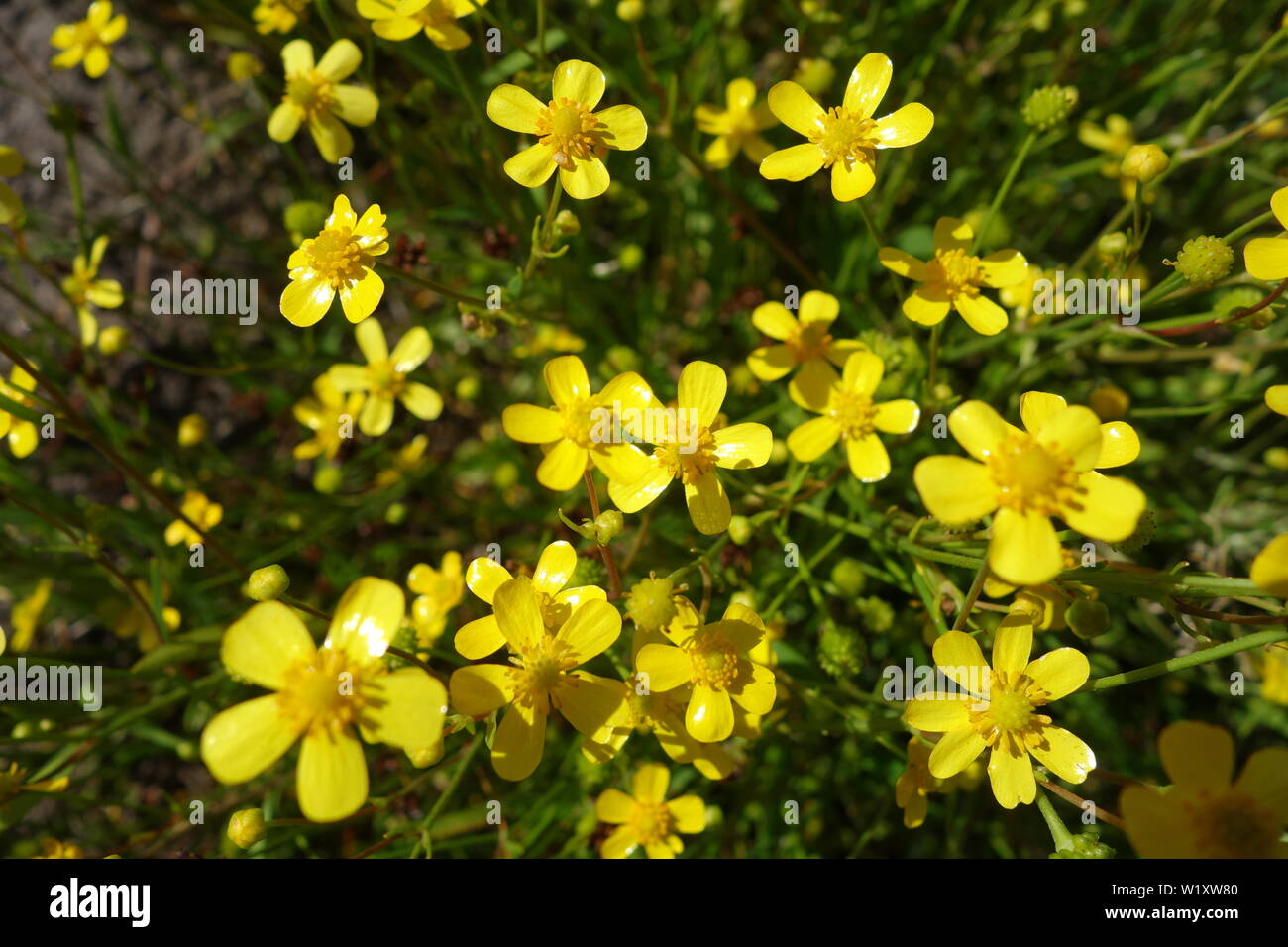Yellow summer flower Eriophyllum, close up photo Stock Photo