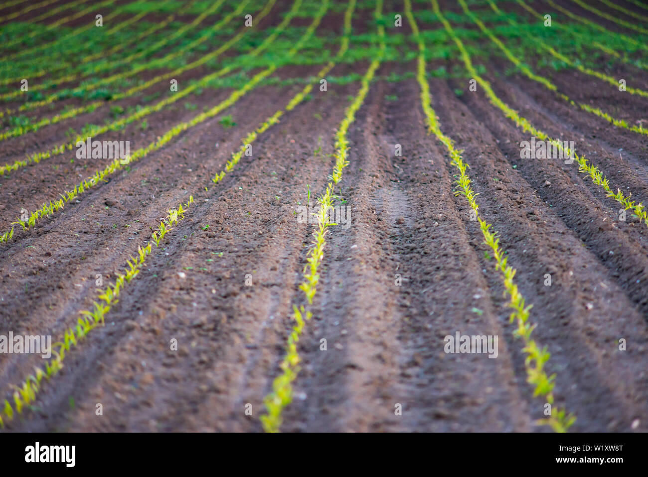 Young corn plants grow in the field. Vegetable rows, agriculture ...
