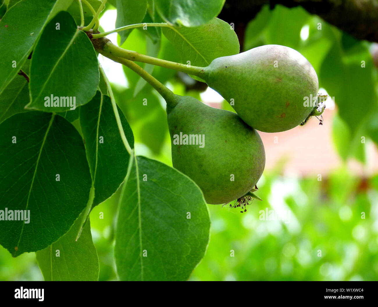 green still immature pears hang on the branch Stock Photo