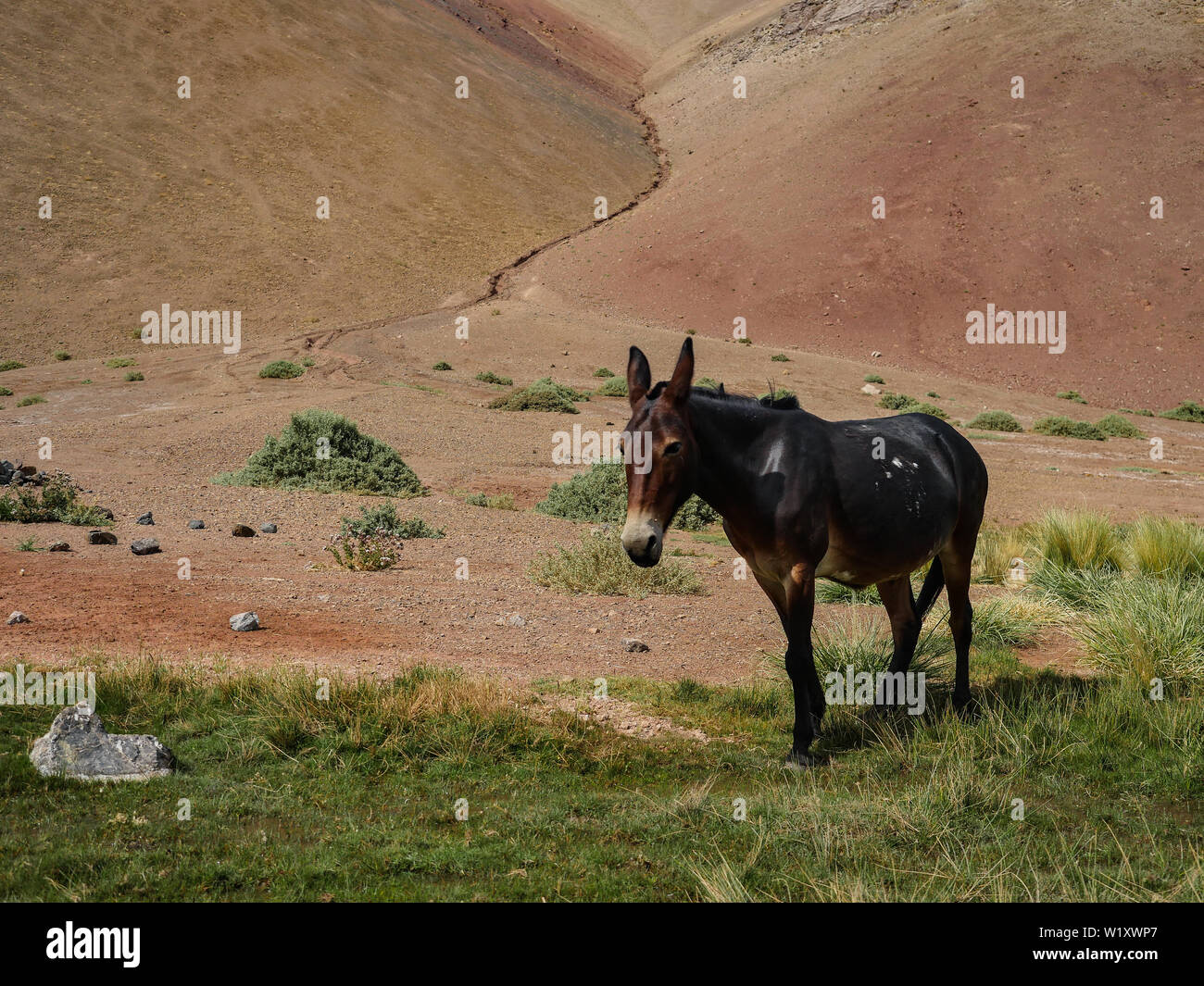 sechura-desert-animals