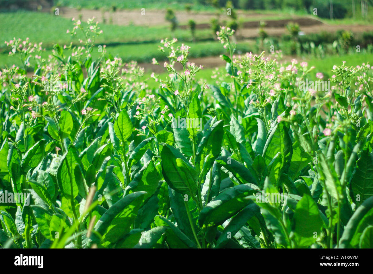 the tobacco leaves are green in a tobacco field Stock Photo Alamy