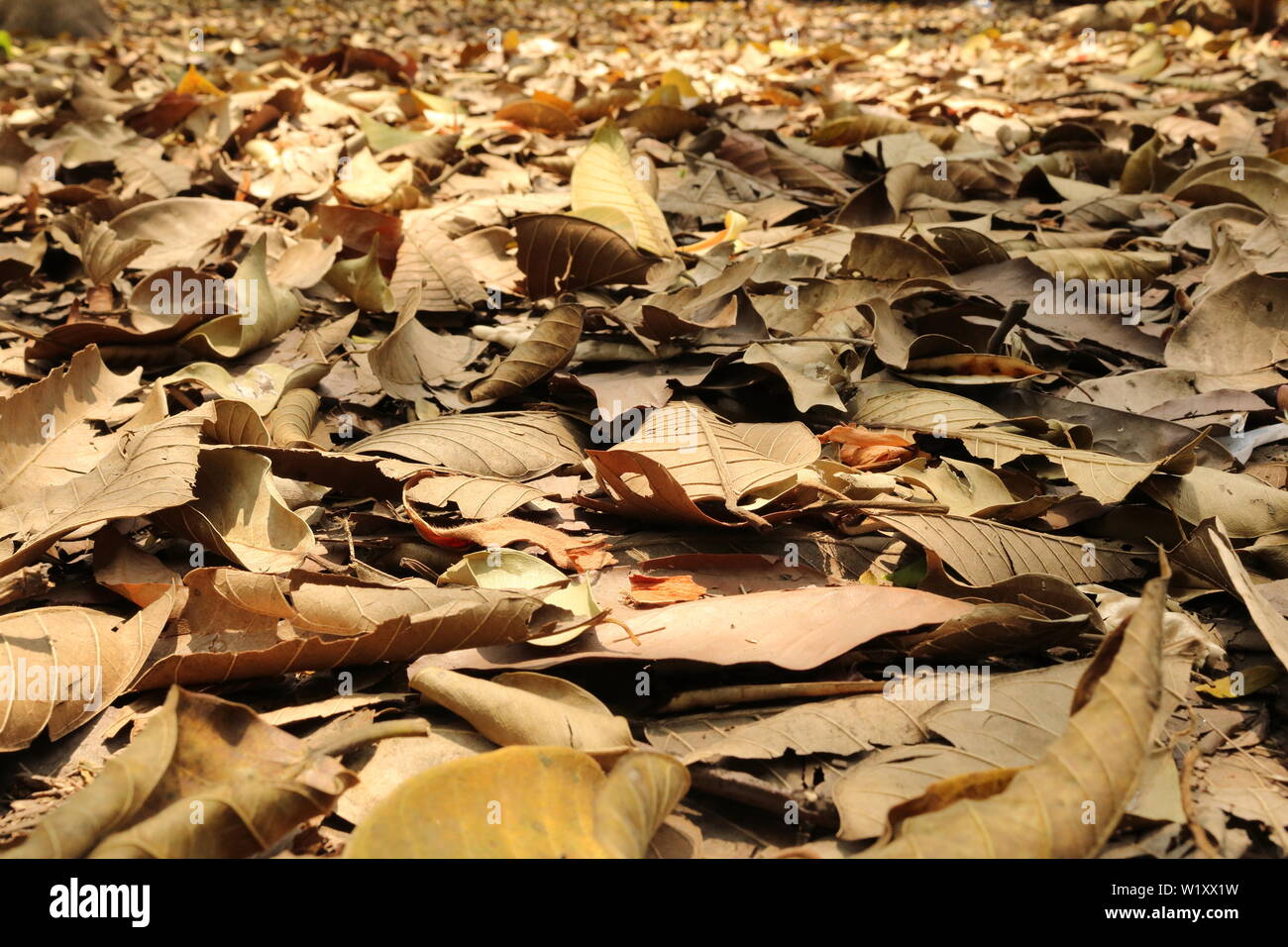 Brown dry fallen leaves on the ground Stock Photo - Alamy
