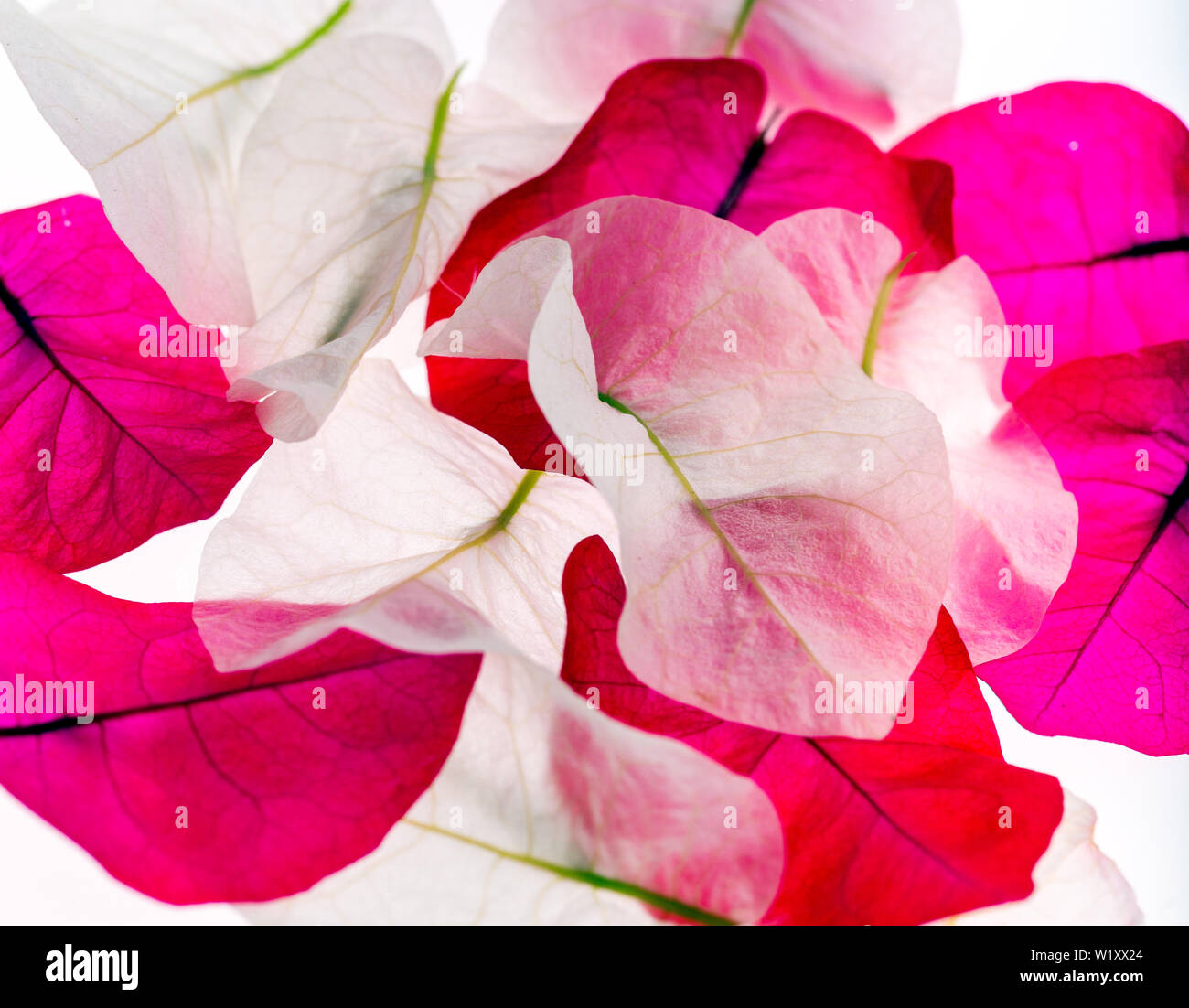 Flower petals isolated on white background Stock Photo - Alamy