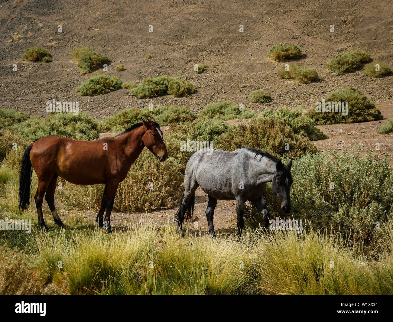 chile-atacama-desert-horse-wildlife-stock-photo-alamy