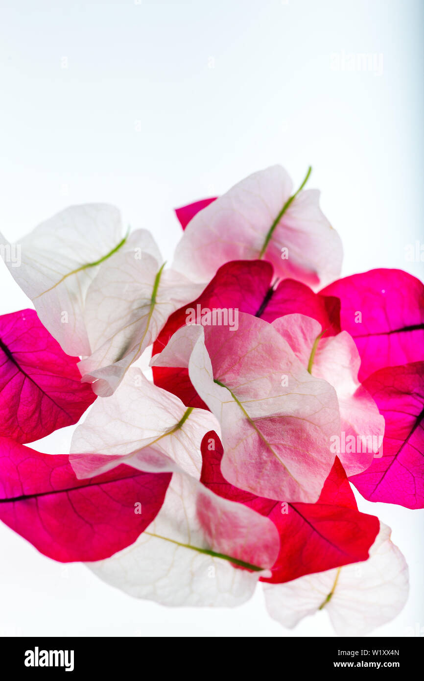 Flower petals isolated on white background Stock Photo - Alamy