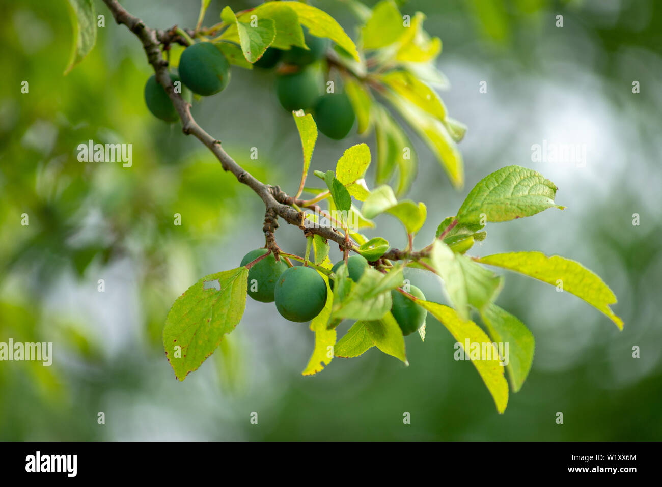 Greengage hi-res stock photography and images - Alamy