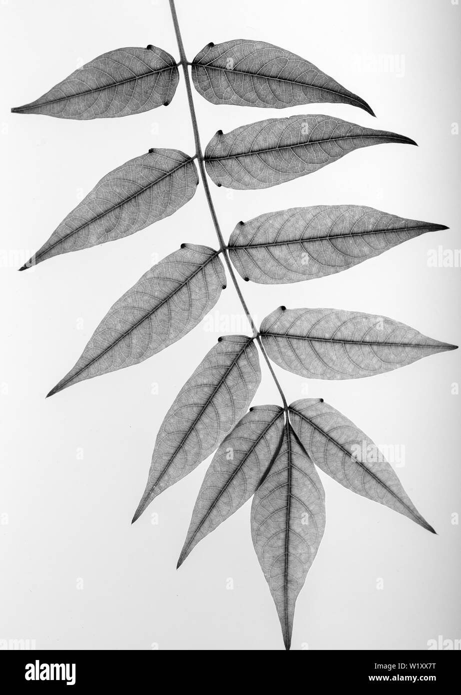 Leaves on white background, black and white. Stock Photo