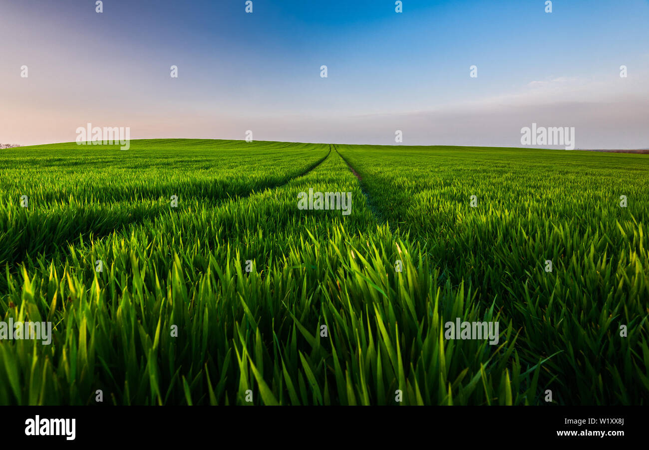 Wheat field landscape with path in the sunset time, Hungary Stock Photo
