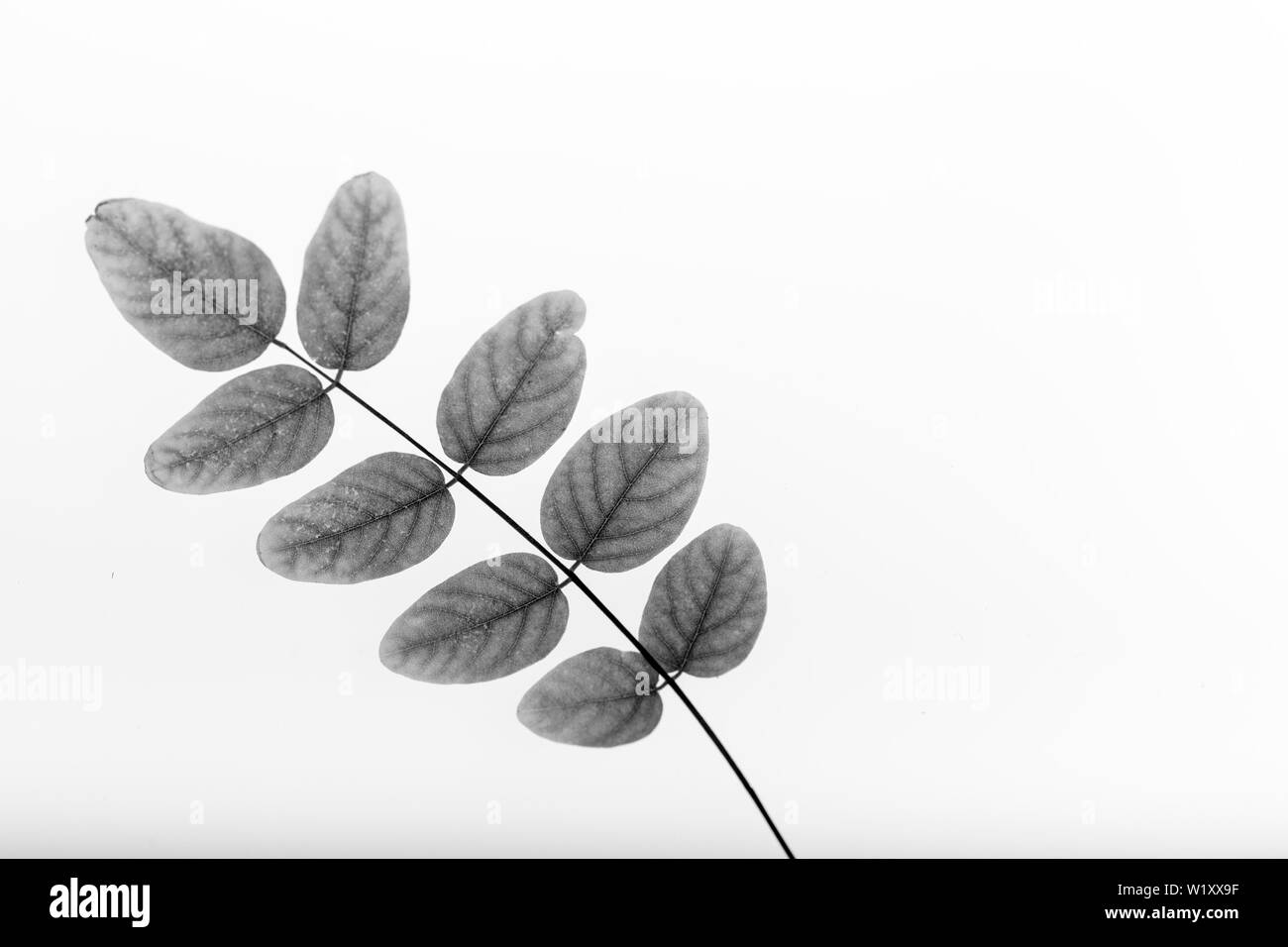 Leaves on white background, black and white. Stock Photo