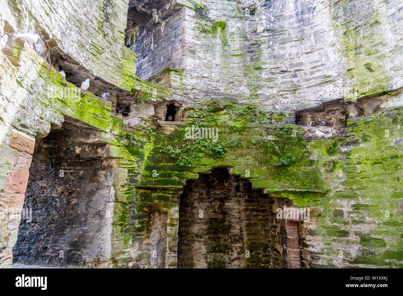 Pigeons nesting inside the ruins of the 13th century Conwy Castle are now a World Heritage Site and popular tourist attraction, Conwy Wales, UK Stock Photo