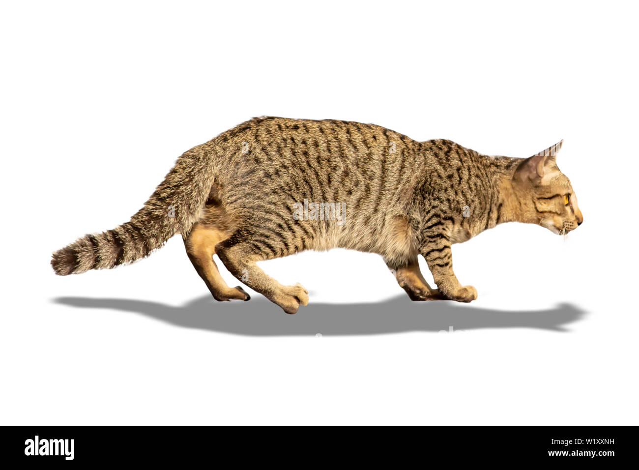 Isolated The brown cat on a white background with clipping path. Stock Photo