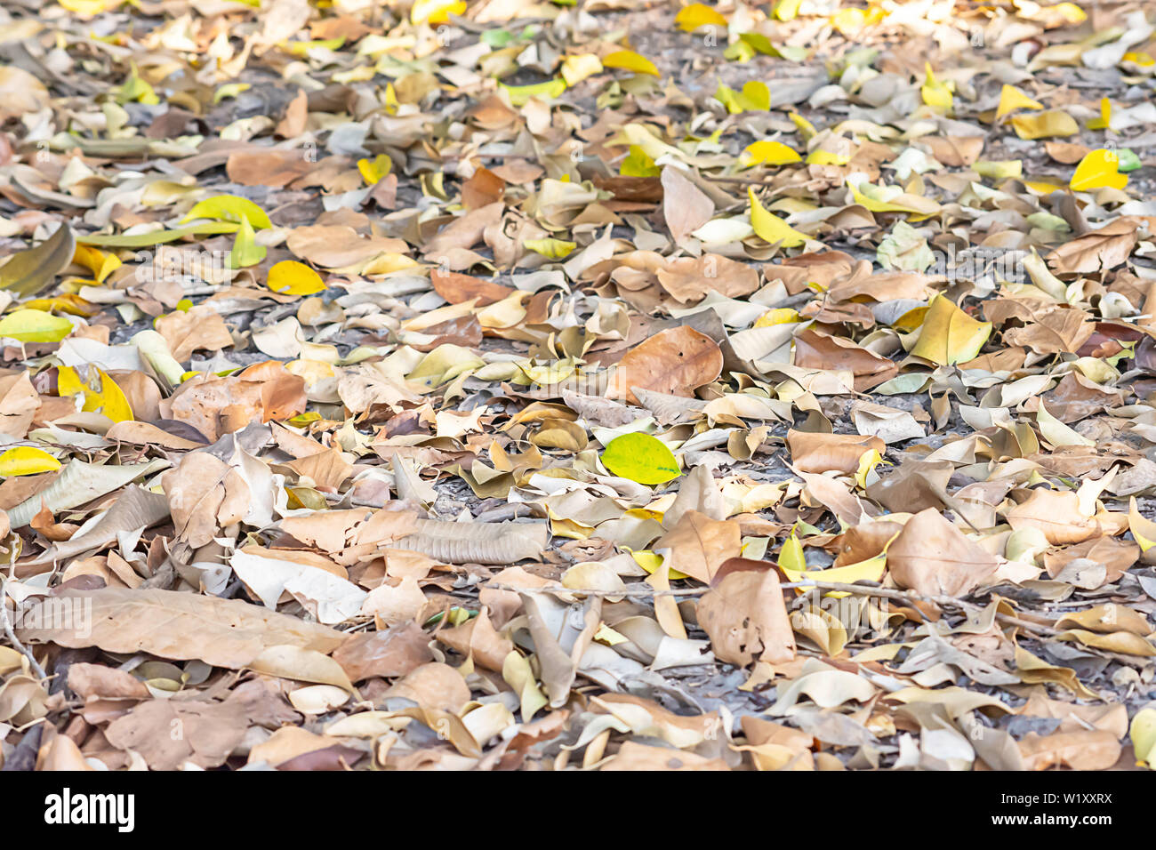 Tree many leaves orange hi-res stock photography and images - Alamy