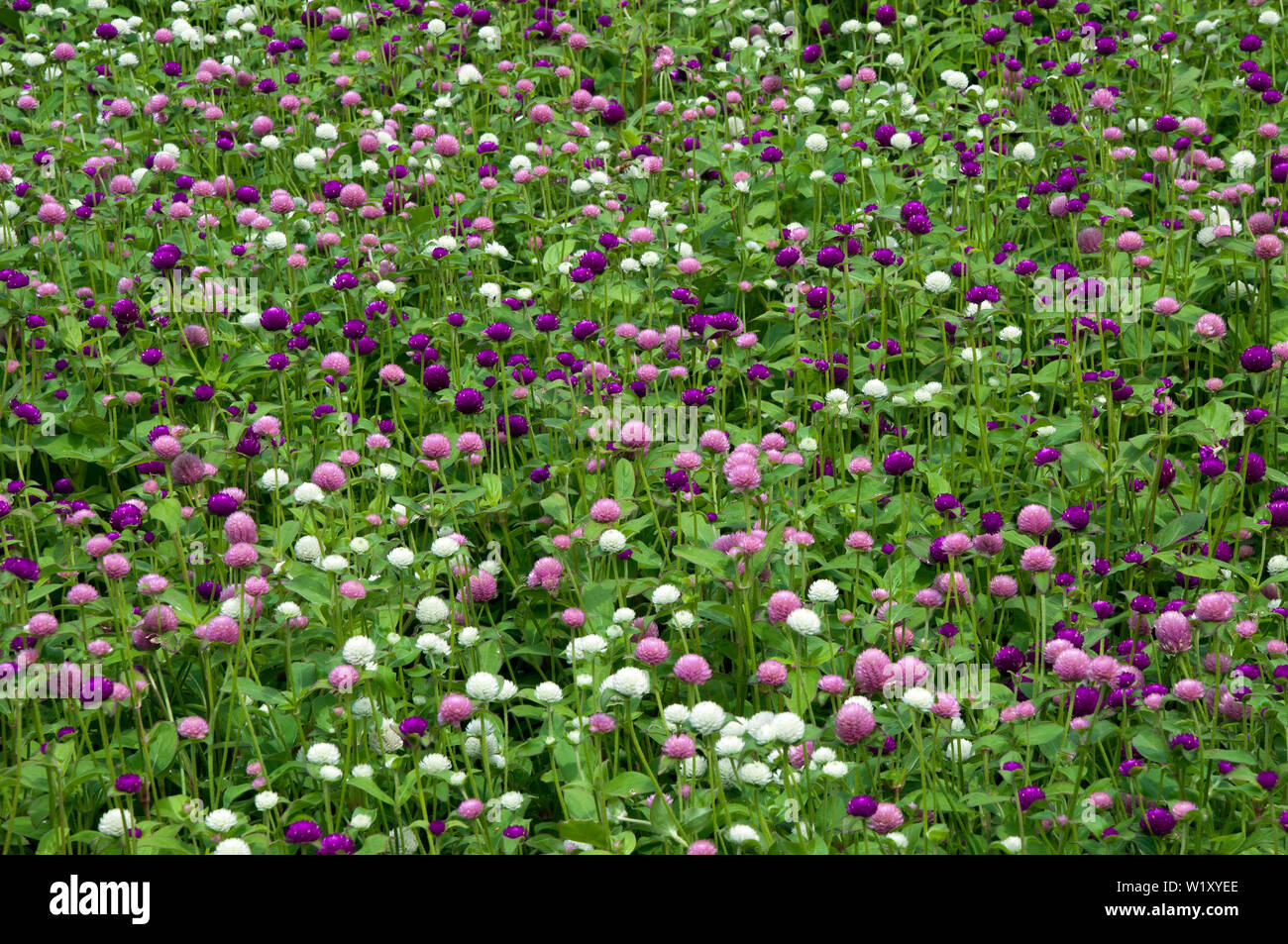 Sydney Australia, flower bed of globe amaranth flowers native to Brazil, Panama, and Guatemala. Stock Photo
