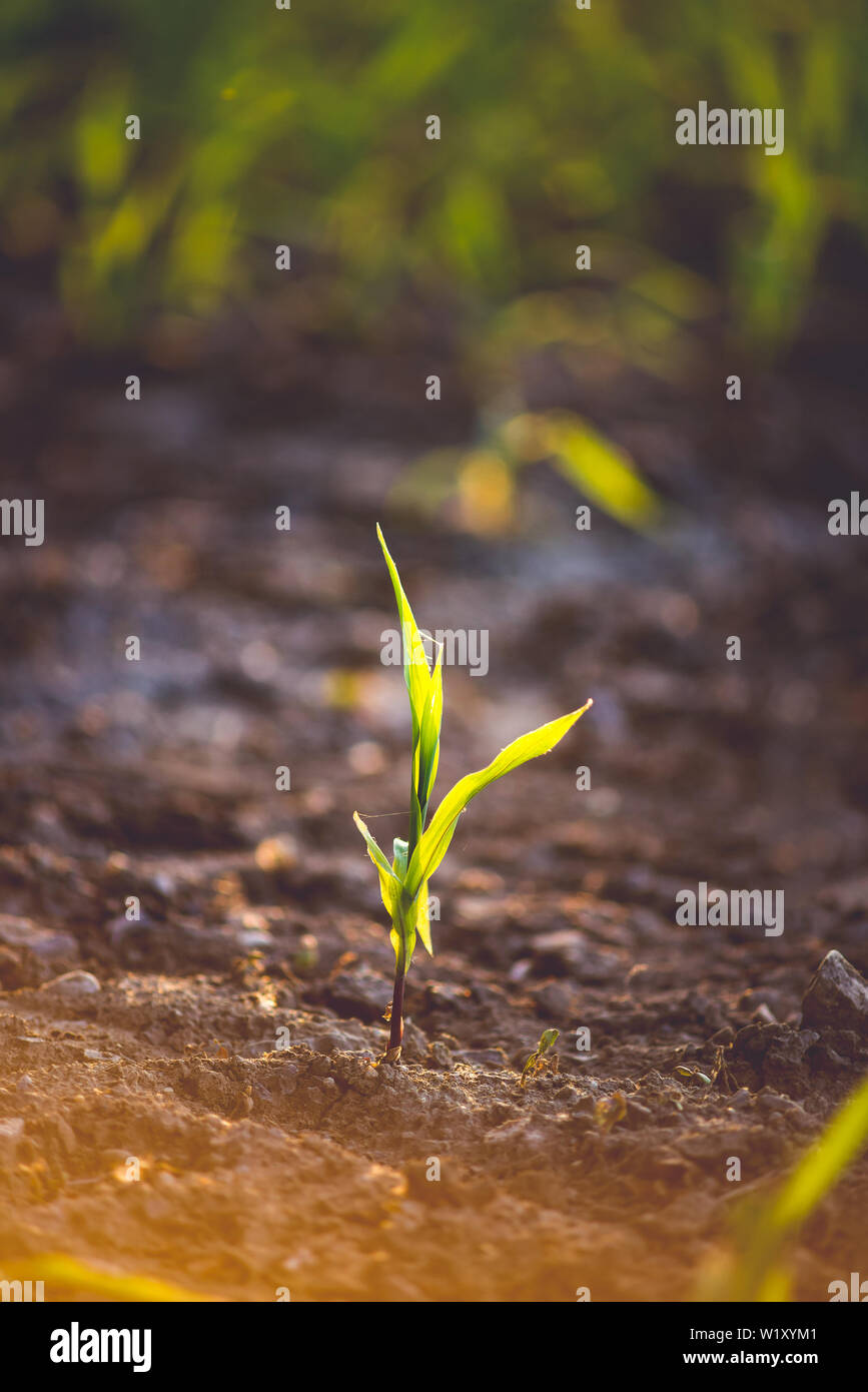 Young corn plants hi-res stock photography and images - Alamy